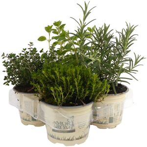 Mediterrane Kräuter Mix 4er-Tray