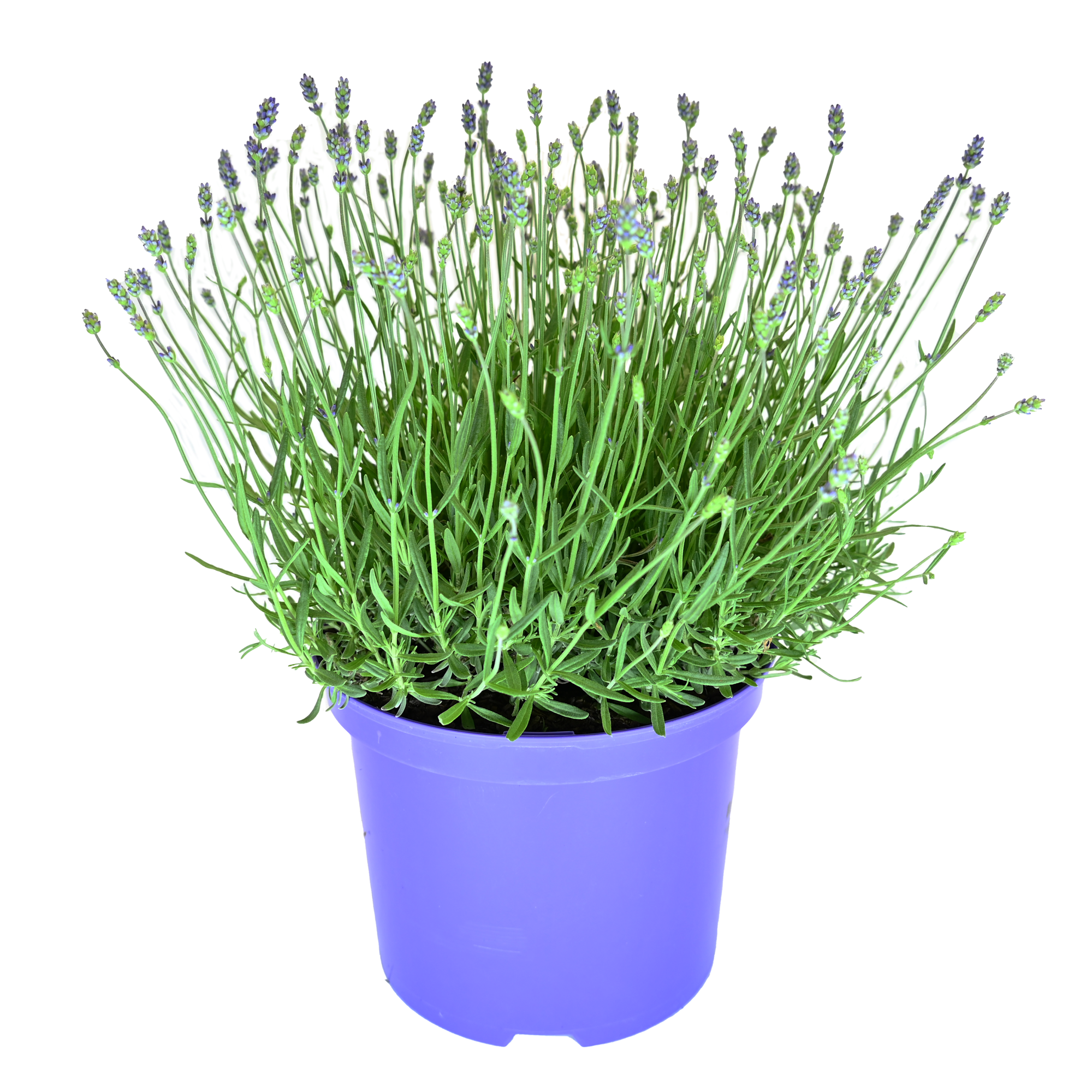 Lavendel 'Essence purple' 23 cm Topf
