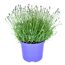 Lavendel 'Essence purple' 23 cm Topf