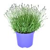 hauptbild