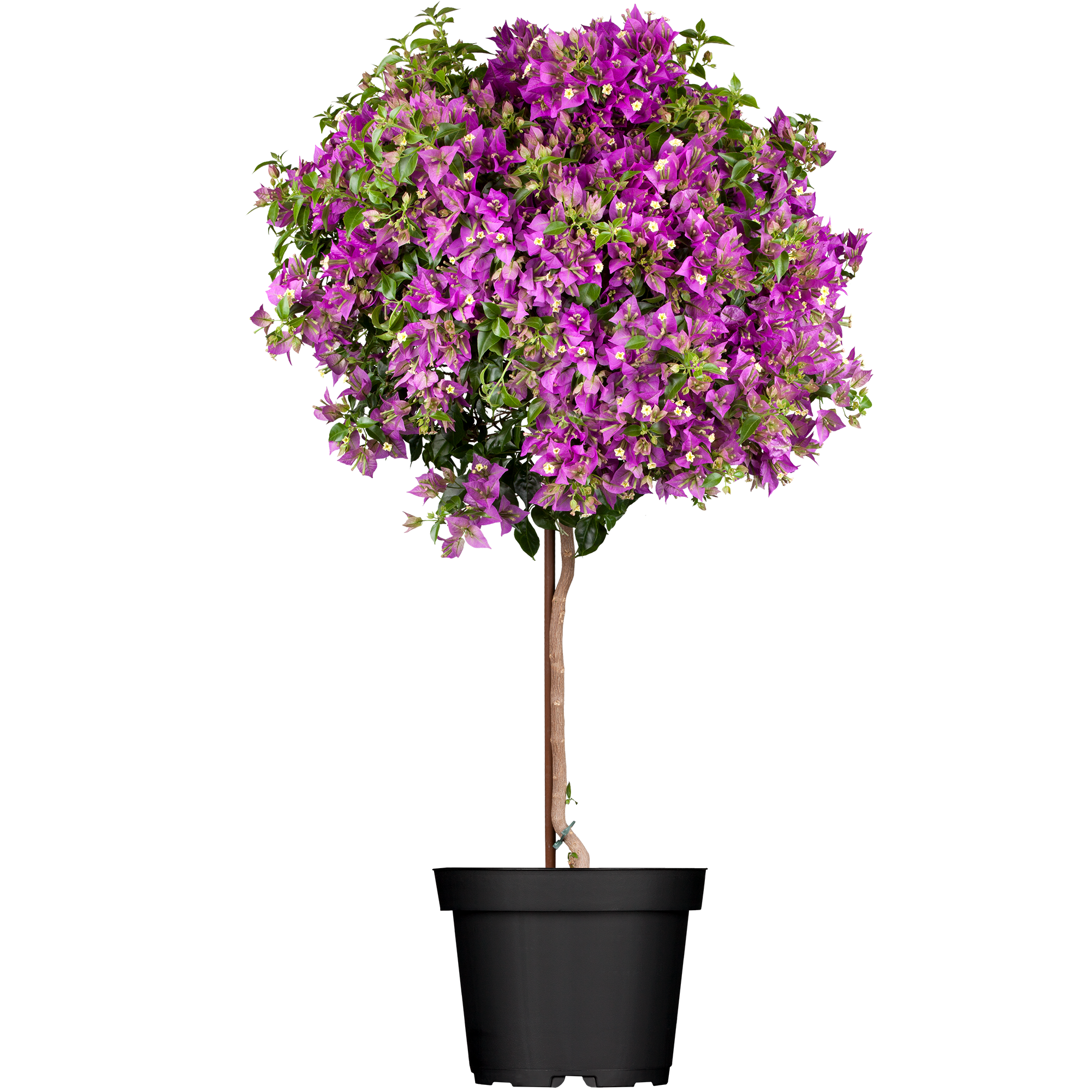 Drillingsblume Stamm Farbmix 24 cm Topf