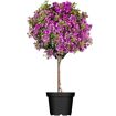 hauptbild