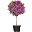 Drillingsblume Stamm Farbmix 24 cm Topf