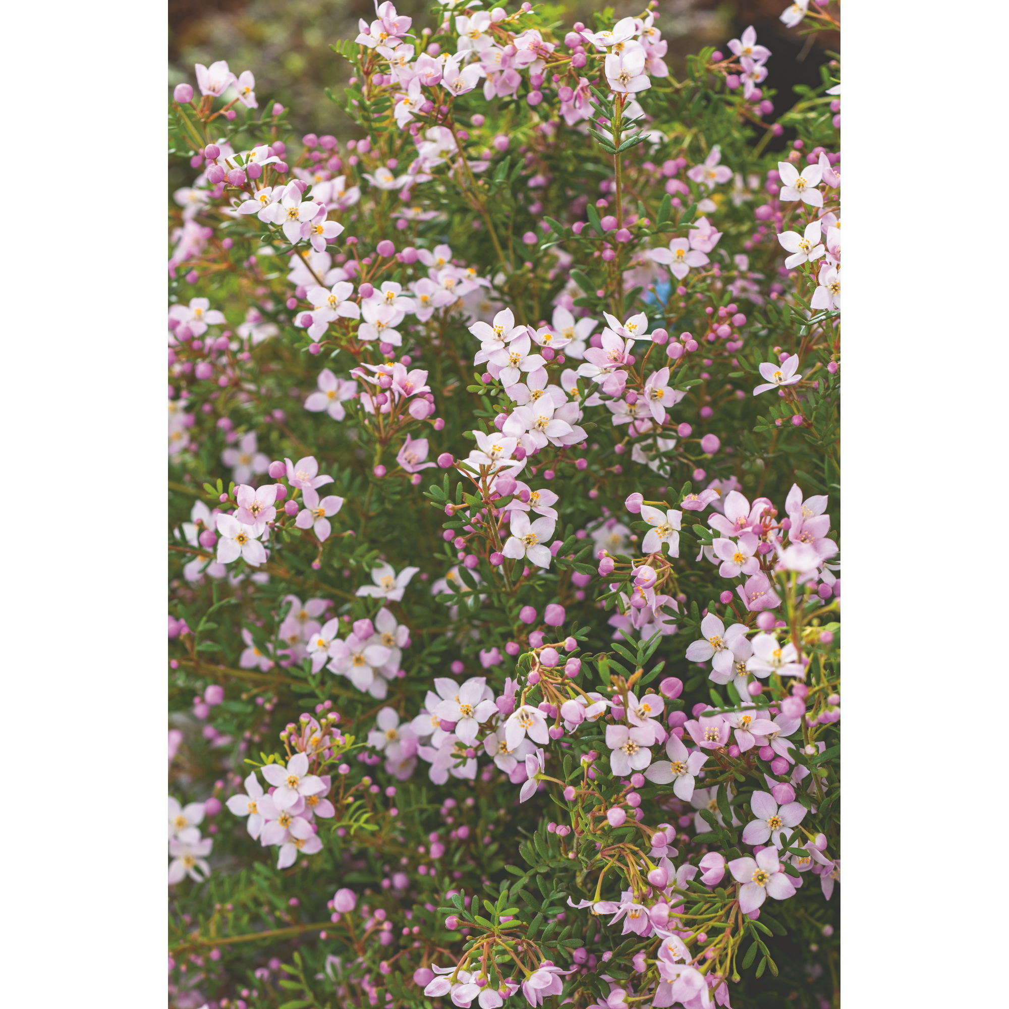 Korallenraute Busch pink 17 cm Topf