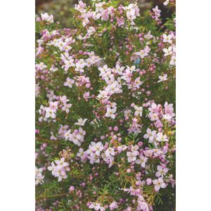 Korallenraute Busch pink 17 cm Topf