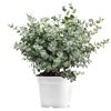 Eukalyptus 25 cm Busch, im 14 cm Topf