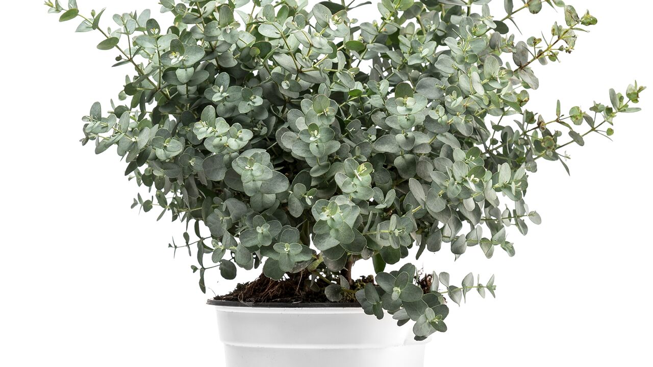 Eukalyptus 25 cm Busch, im 14 cm Topf