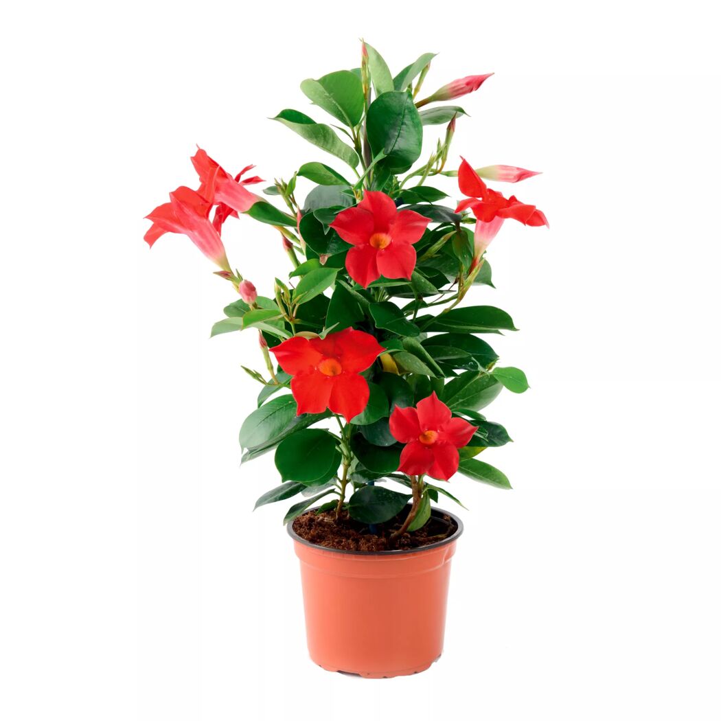 Dipladenie Busch verschiedene Farben 10,5 cm Topf
