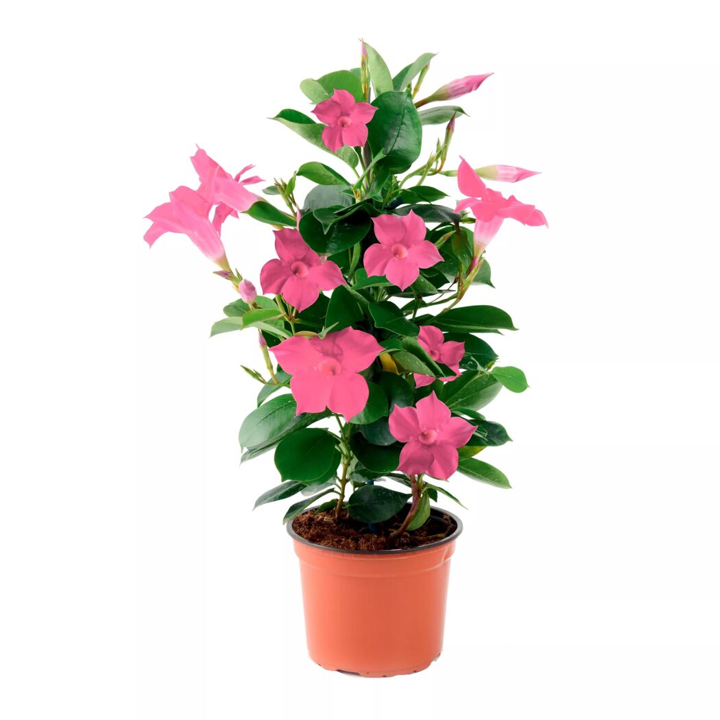 Dipladenie Busch verschiedene Farben 10,5 cm Topf