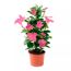 Dipladenie Busch verschiedene Farben 10,5 cm Topf
