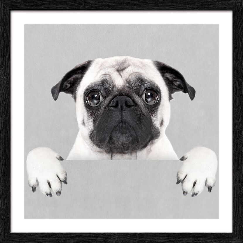 Kunstdruck Framed-Art Slim Scandic 'Funny Dog II' 33 x 33 cm gerahmt