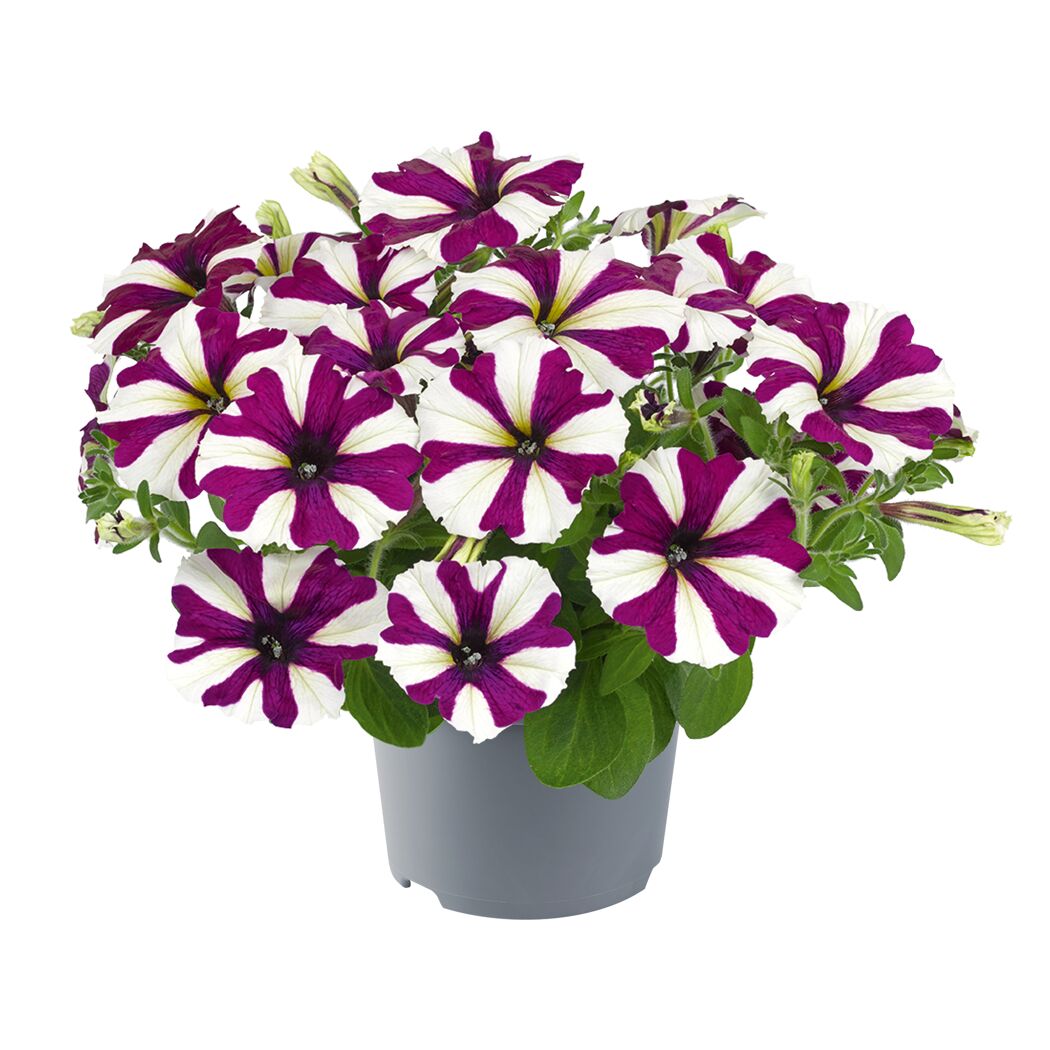 Petunien Sondersorten 12 cm Topf