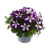 Petunien Sondersorten 12 cm Topf