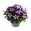 Petunien Sondersorten 12 cm Topf