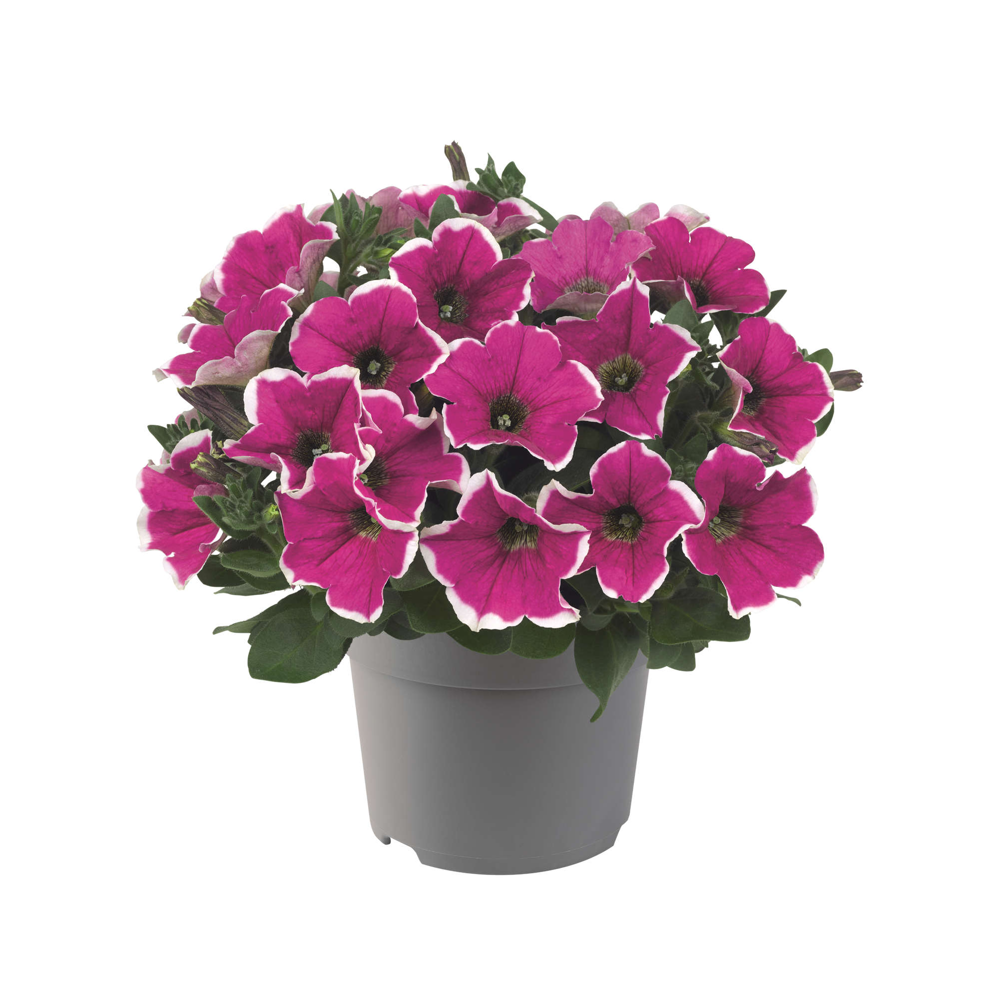 Petunien Sondersorten 12 cm Topf