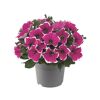 Petunien Sondersorten 12 cm Topf