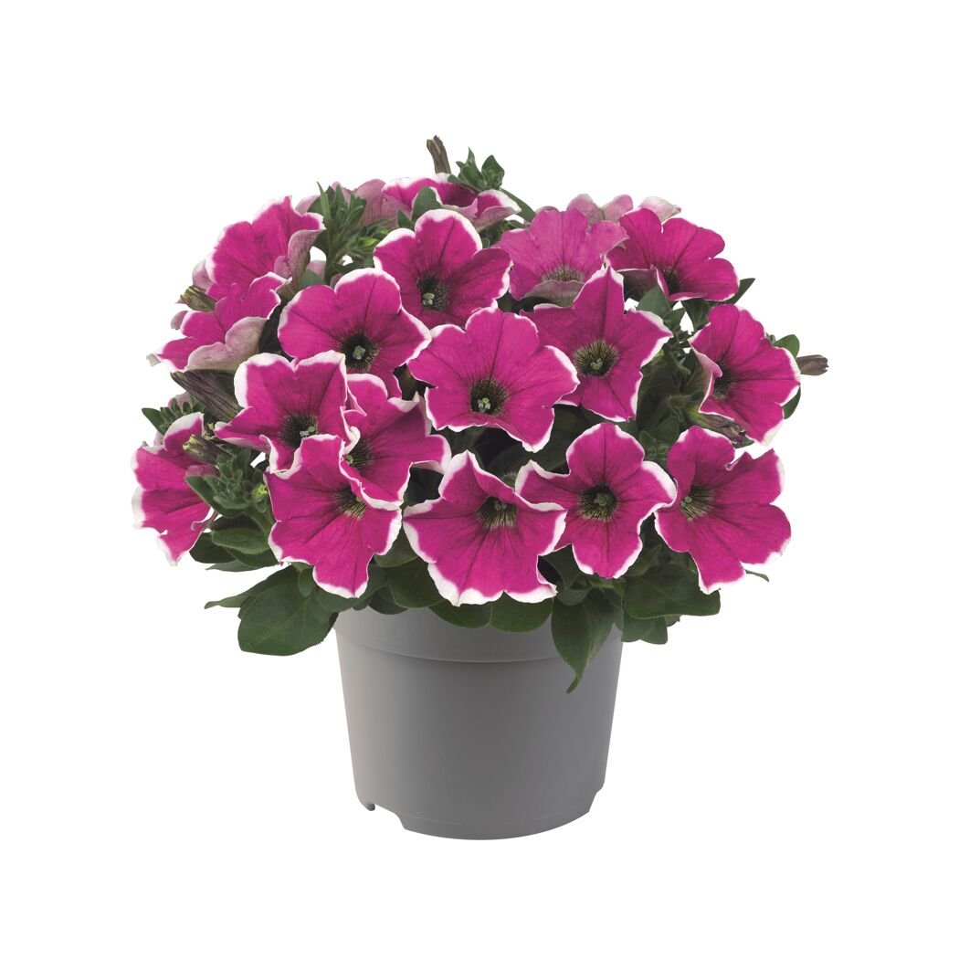 Petunien Sondersorten 12 cm Topf