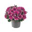 Petunien Sondersorten 12 cm Topf
