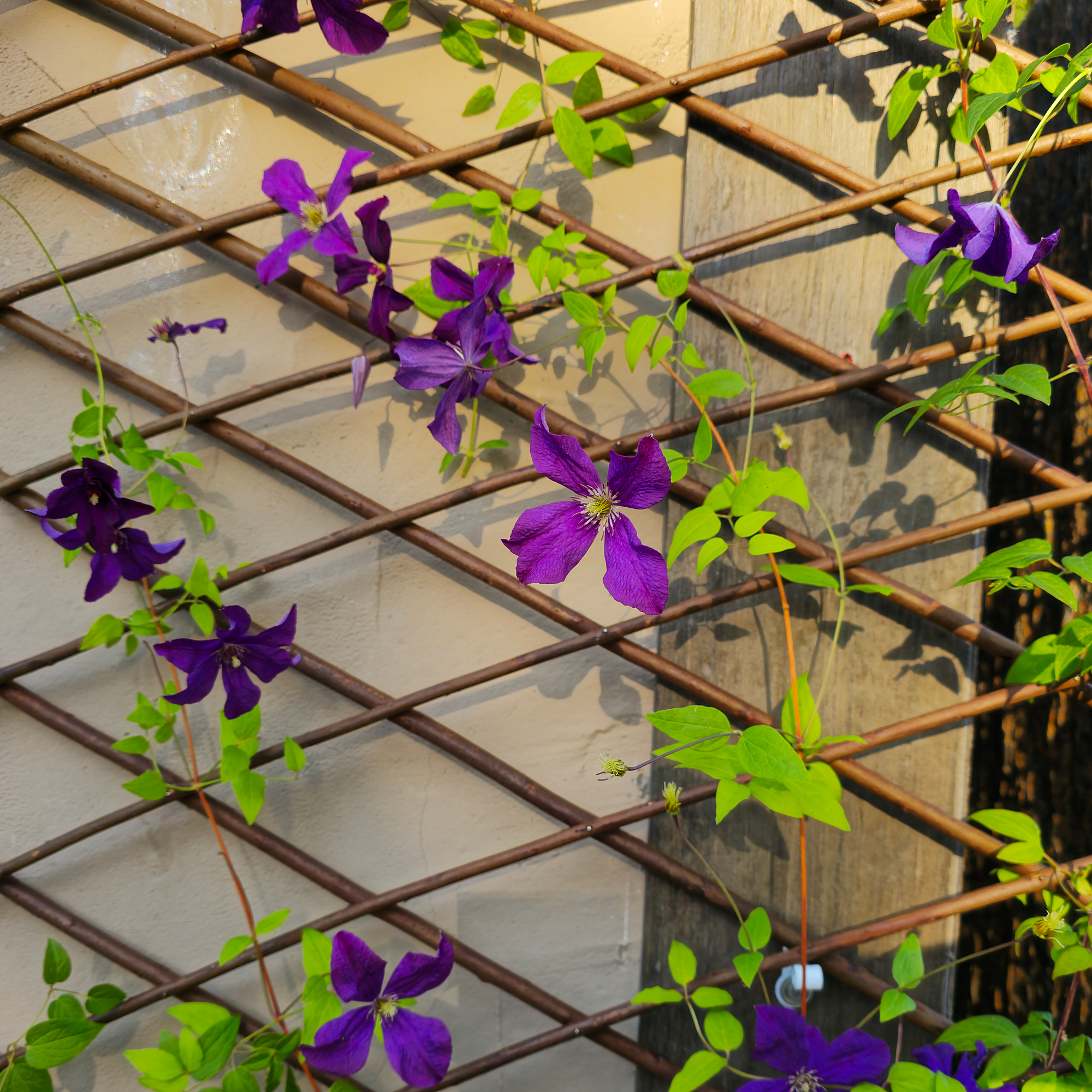 Rankgitter Weide S auziehbar 14 x 80 cm