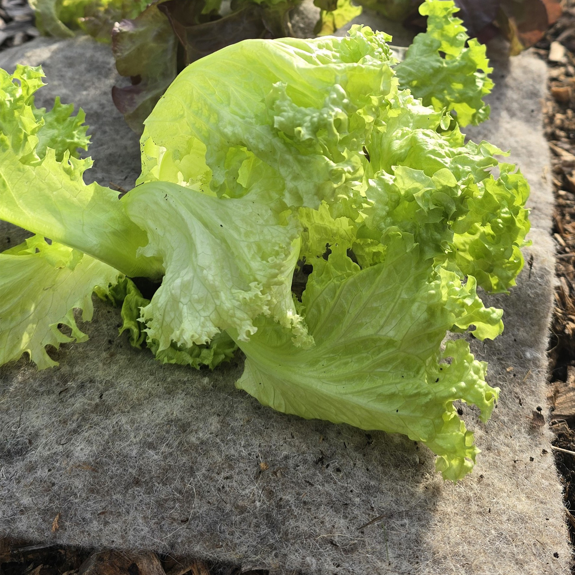 Schafwoll-Wasserspeicherpads 100 x 30 cm, 300 g