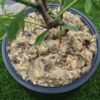 Schafwollflocken 100 g