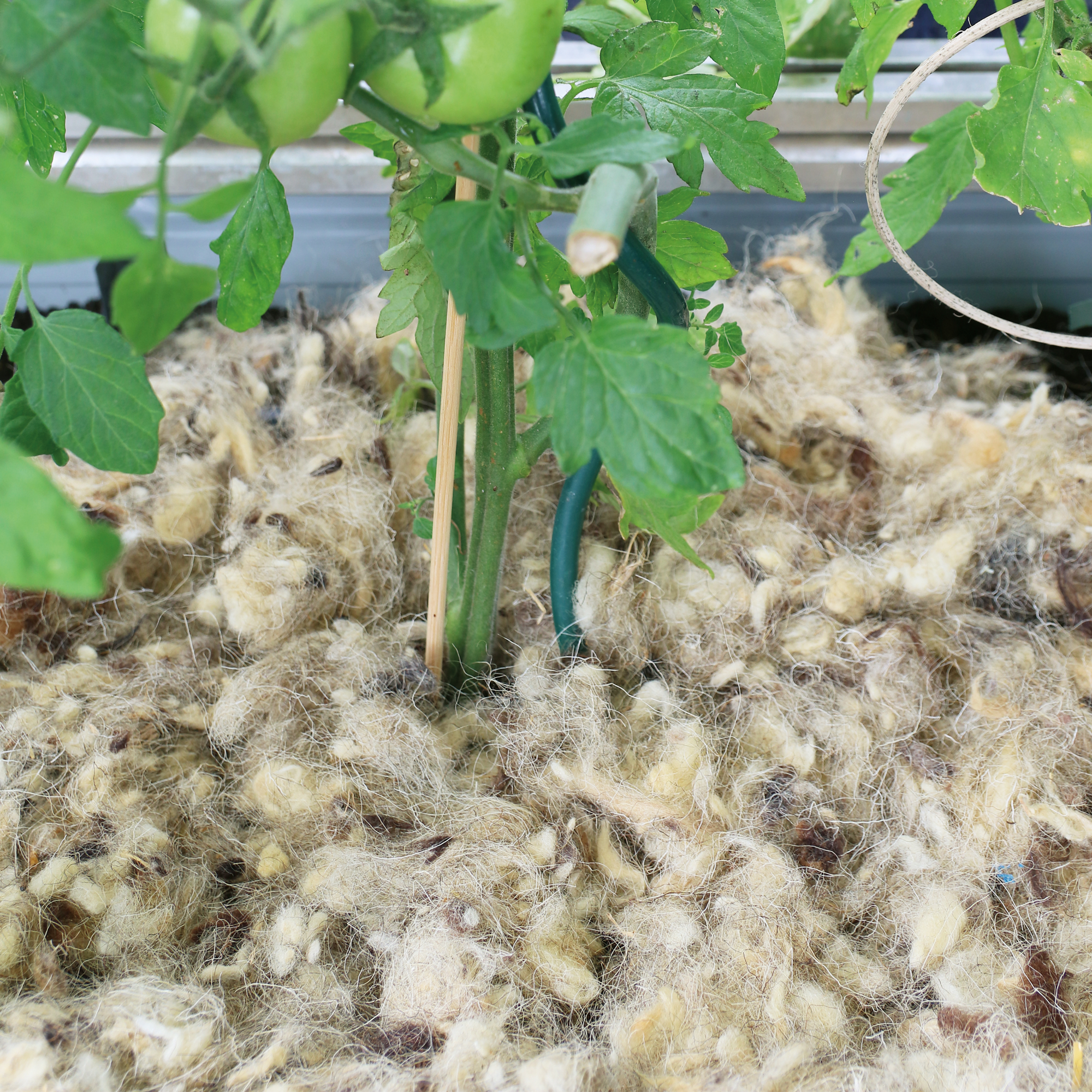 Schafwollflocken 100 g