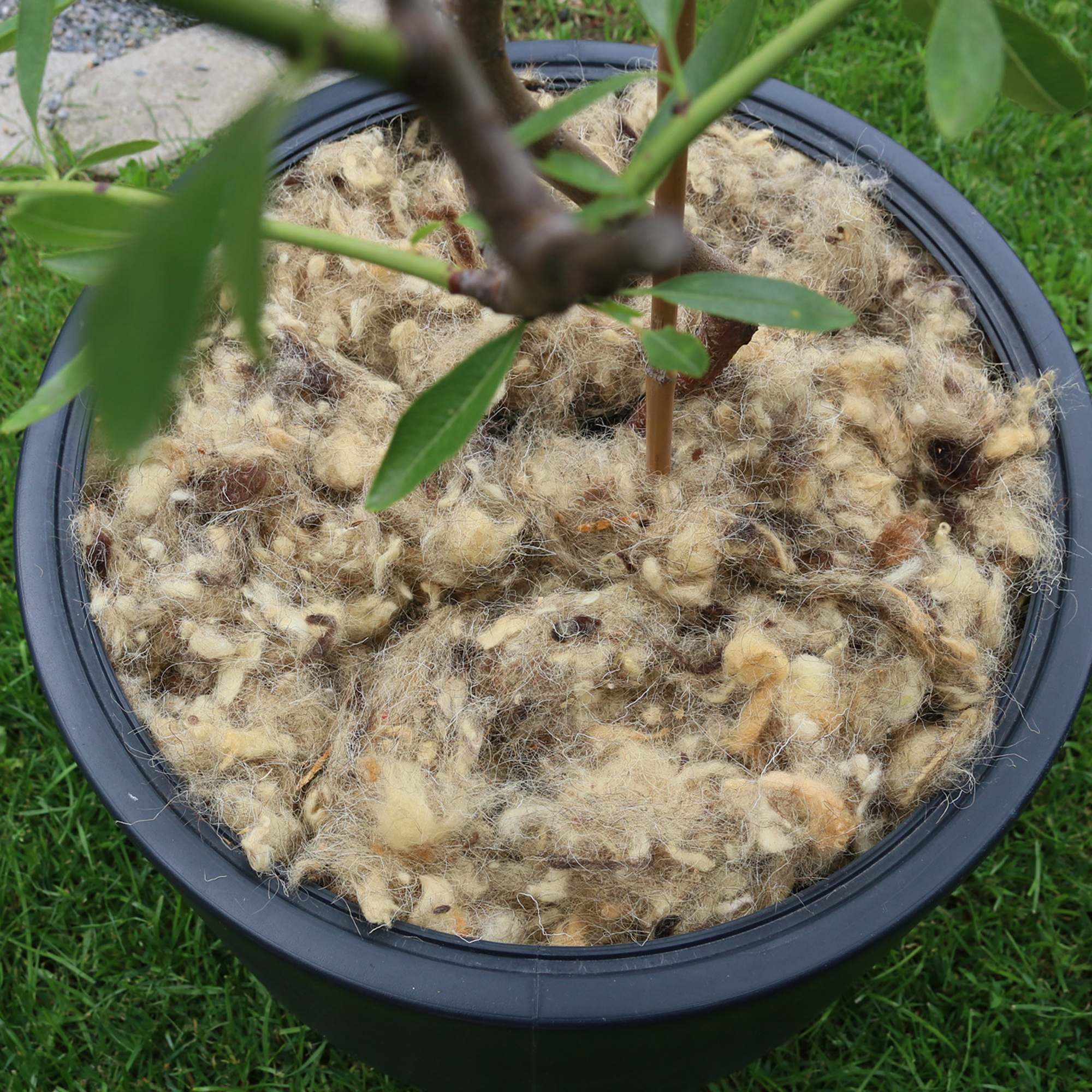 Schafwollflocken 250 g