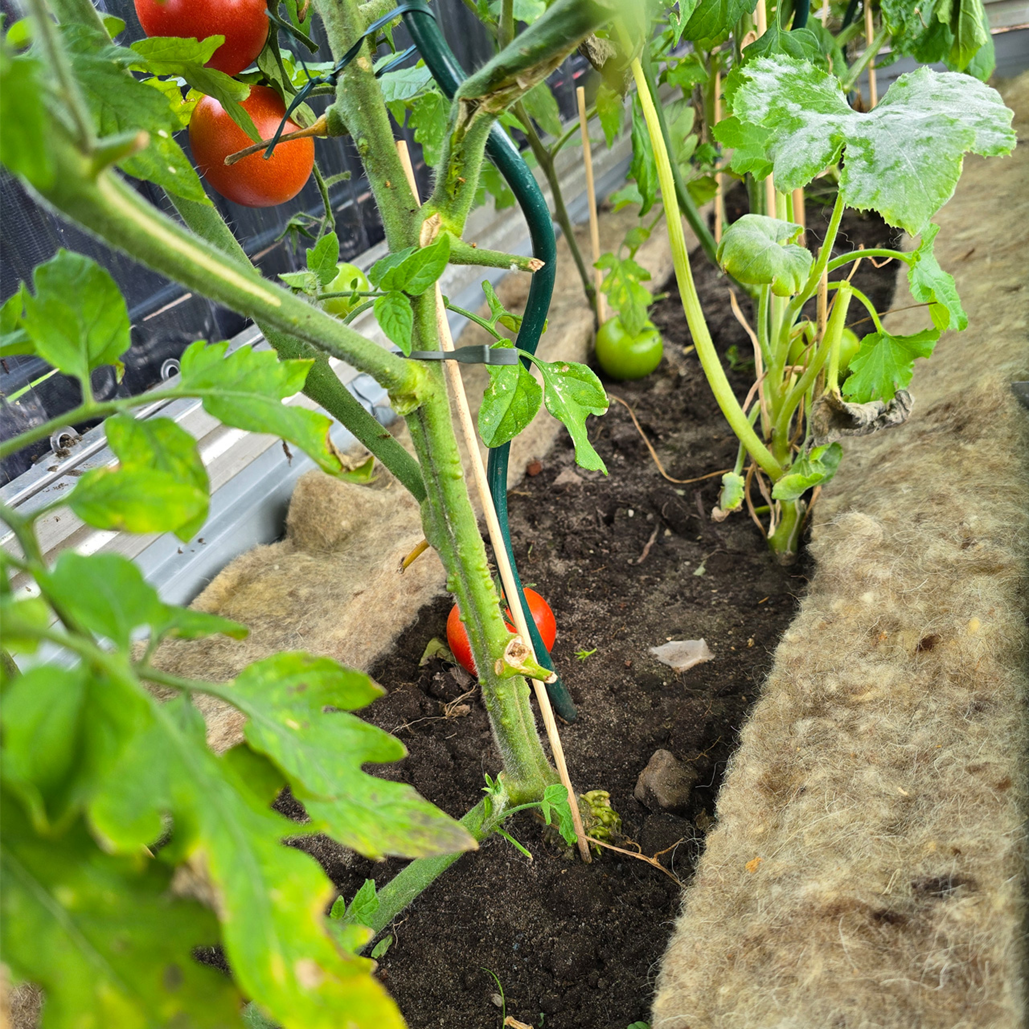 Schafwoll-Schneckenbremse 200 x 12 cm