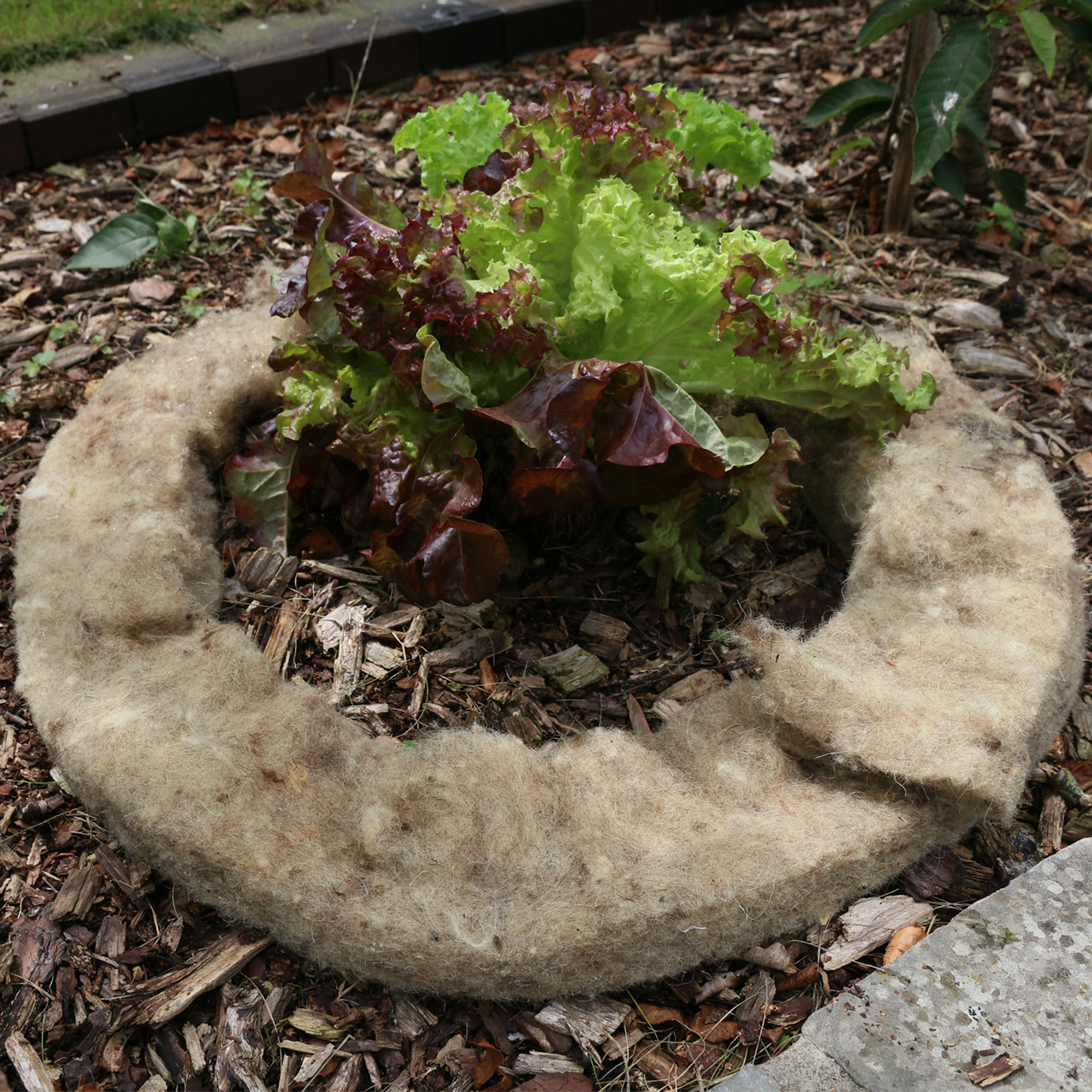 Schafwoll-Schneckenbremse 200 x 12 cm