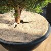 Schafwoll-Disc S Ø 25 cm für Beet und Pflanzkübel