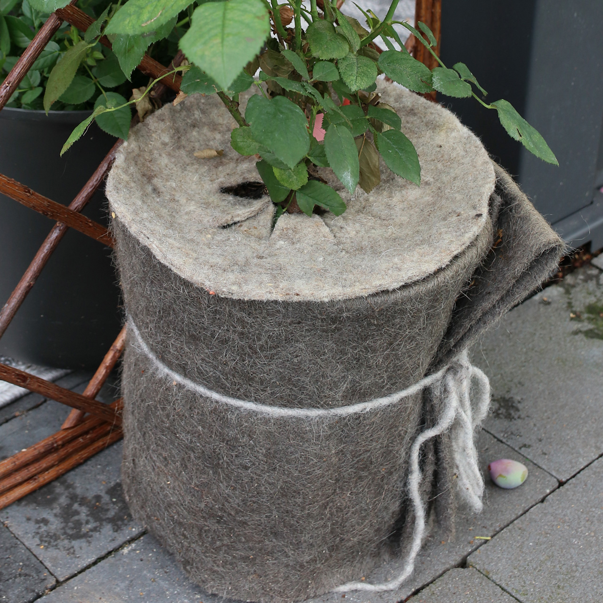 Schafwoll-Disc M Ø 37 cm für Beet und Pflanzkübel