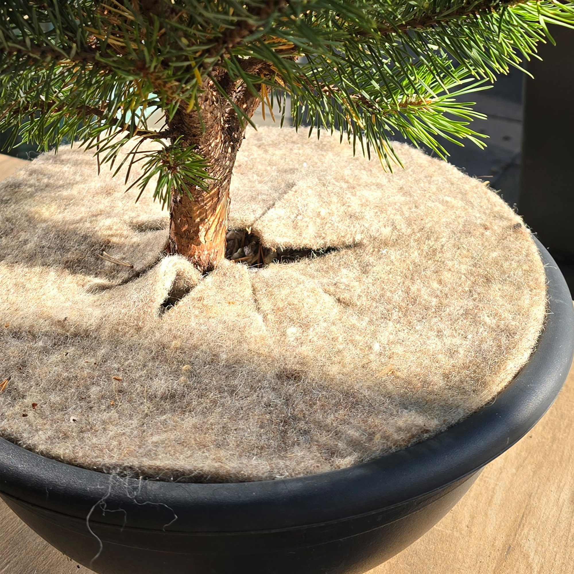 Schafwoll-Disc M Ø 37 cm für Beet und Pflanzkübel