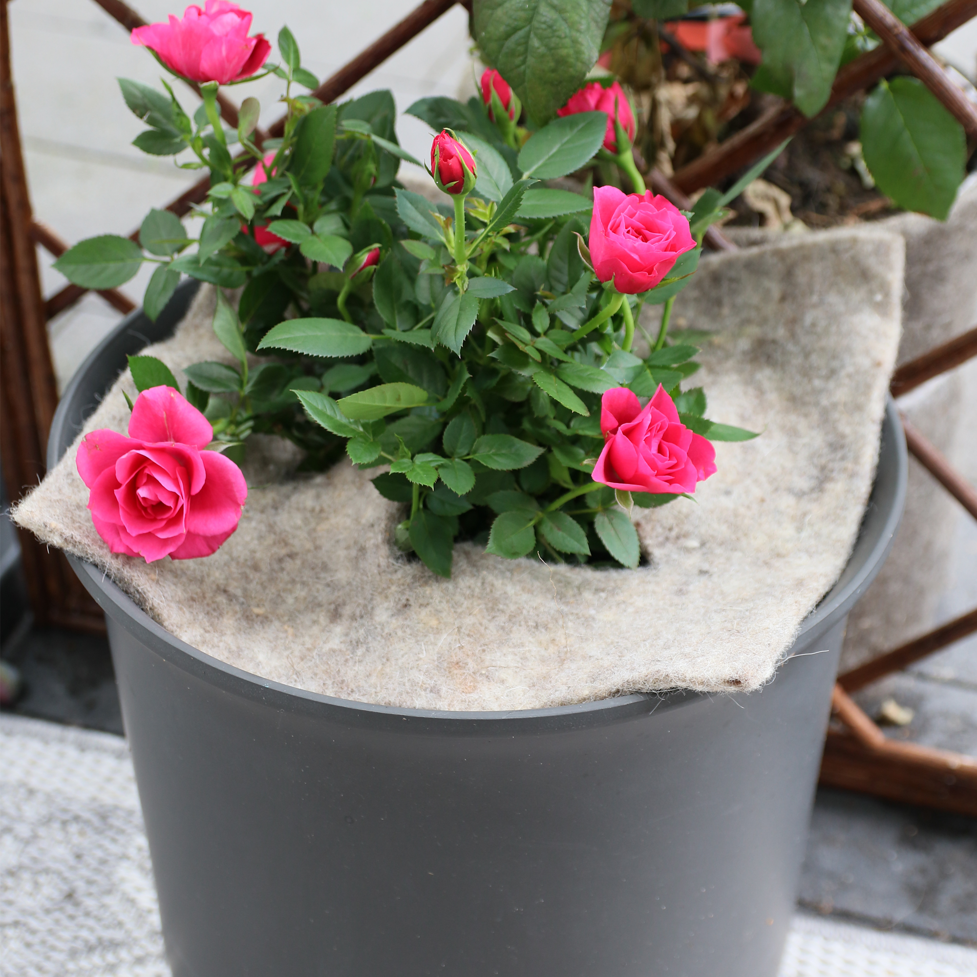 Schafwoll-Disc M 37 x 37 cm cm für Beet und Pflanzkübel