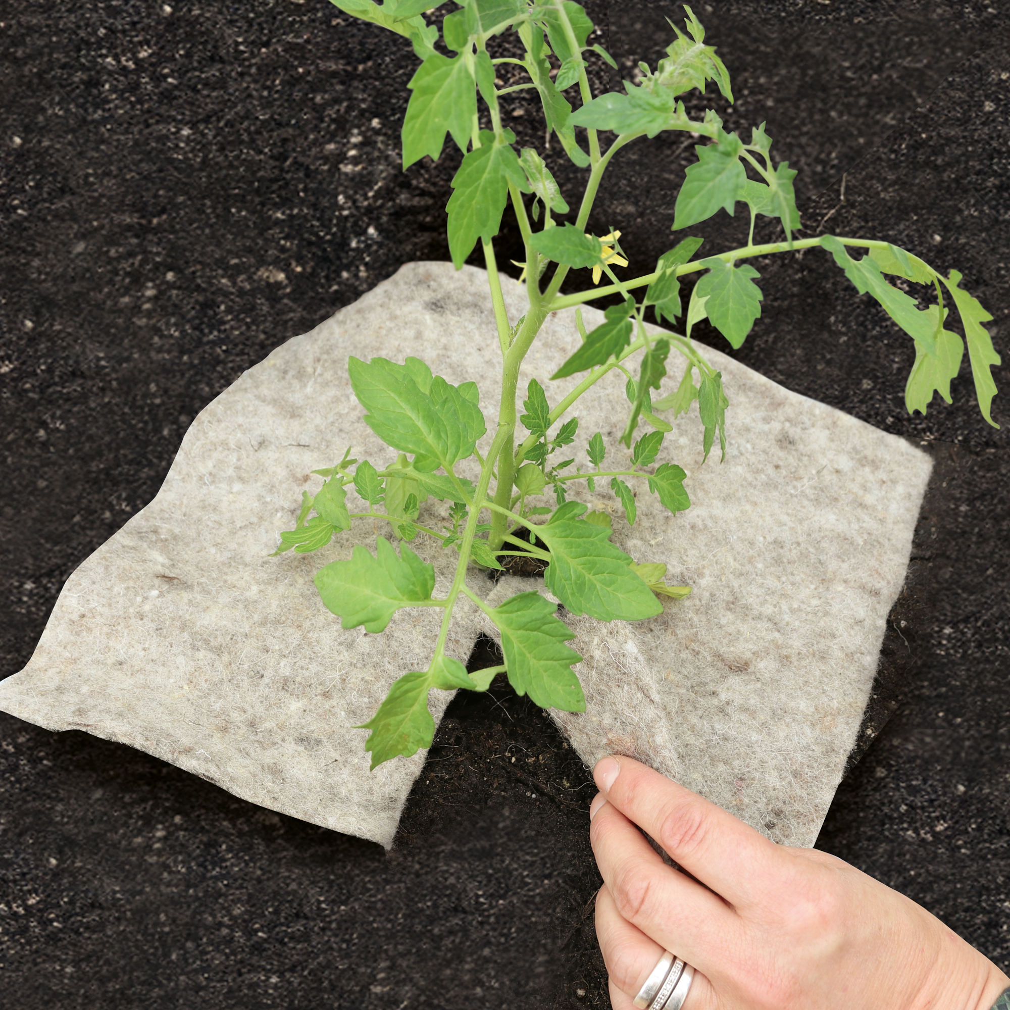 Schafwoll-Disc M 37 x 37 cm cm für Beet und Pflanzkübel