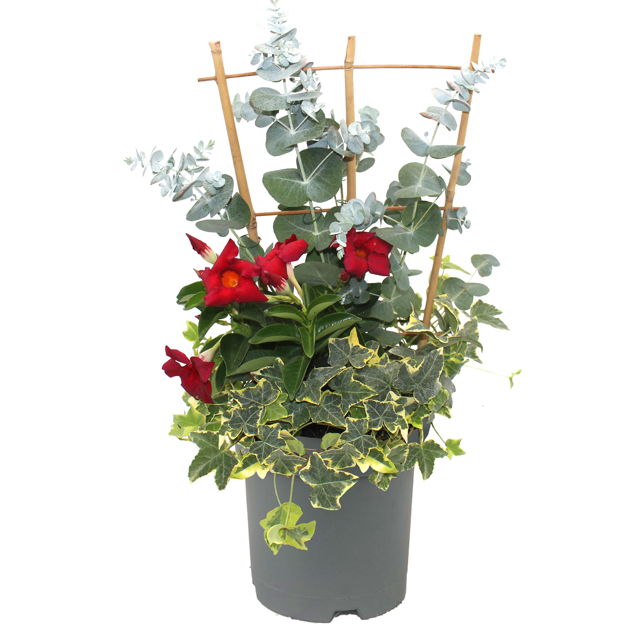 Mischbepflanzung am Spalier 17 cm Topf