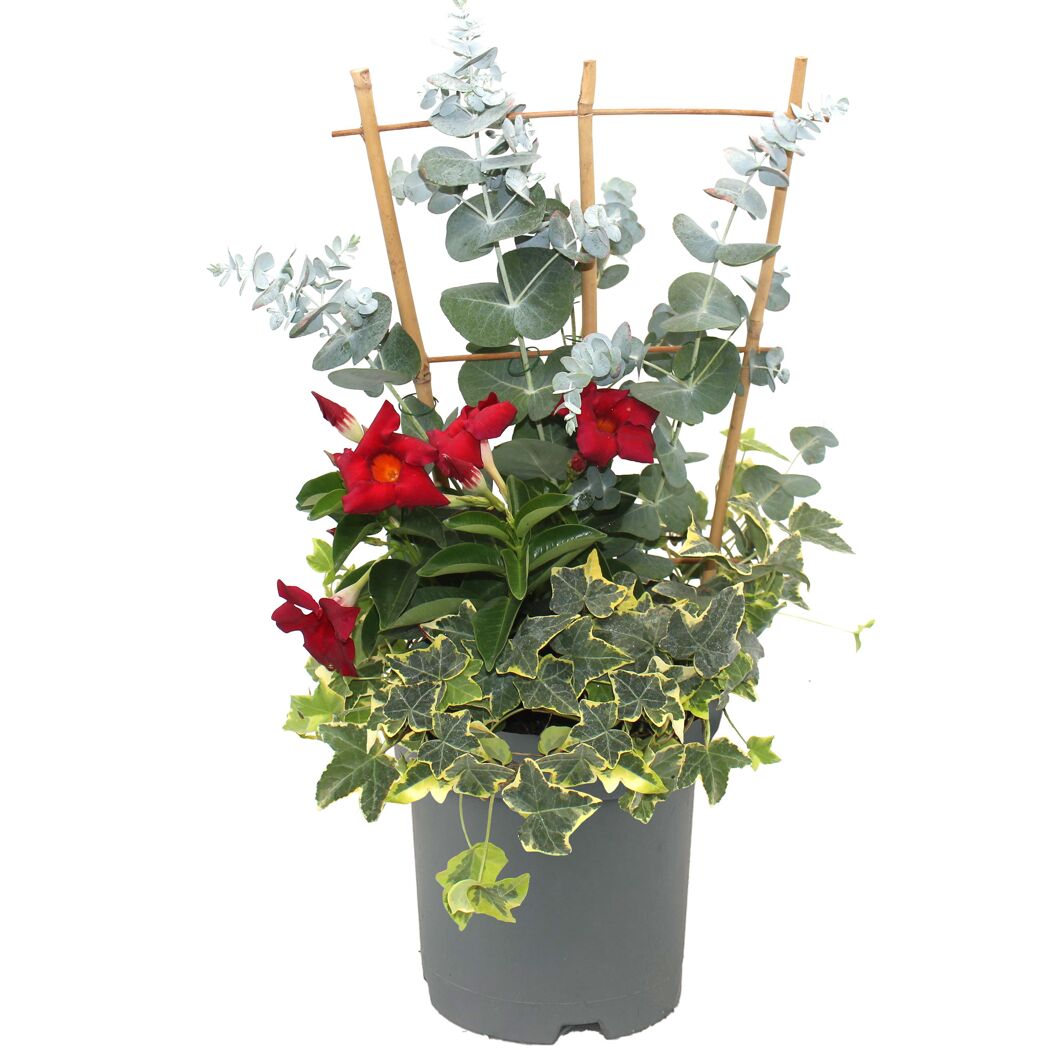Mischbepflanzung am Spalier 17 cm Topf