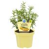 Bio-Rosmarin 12 cm Topf