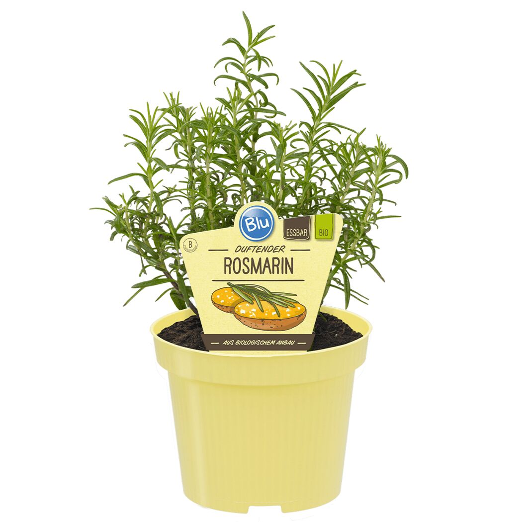 Bio-Rosmarin 12 cm Topf