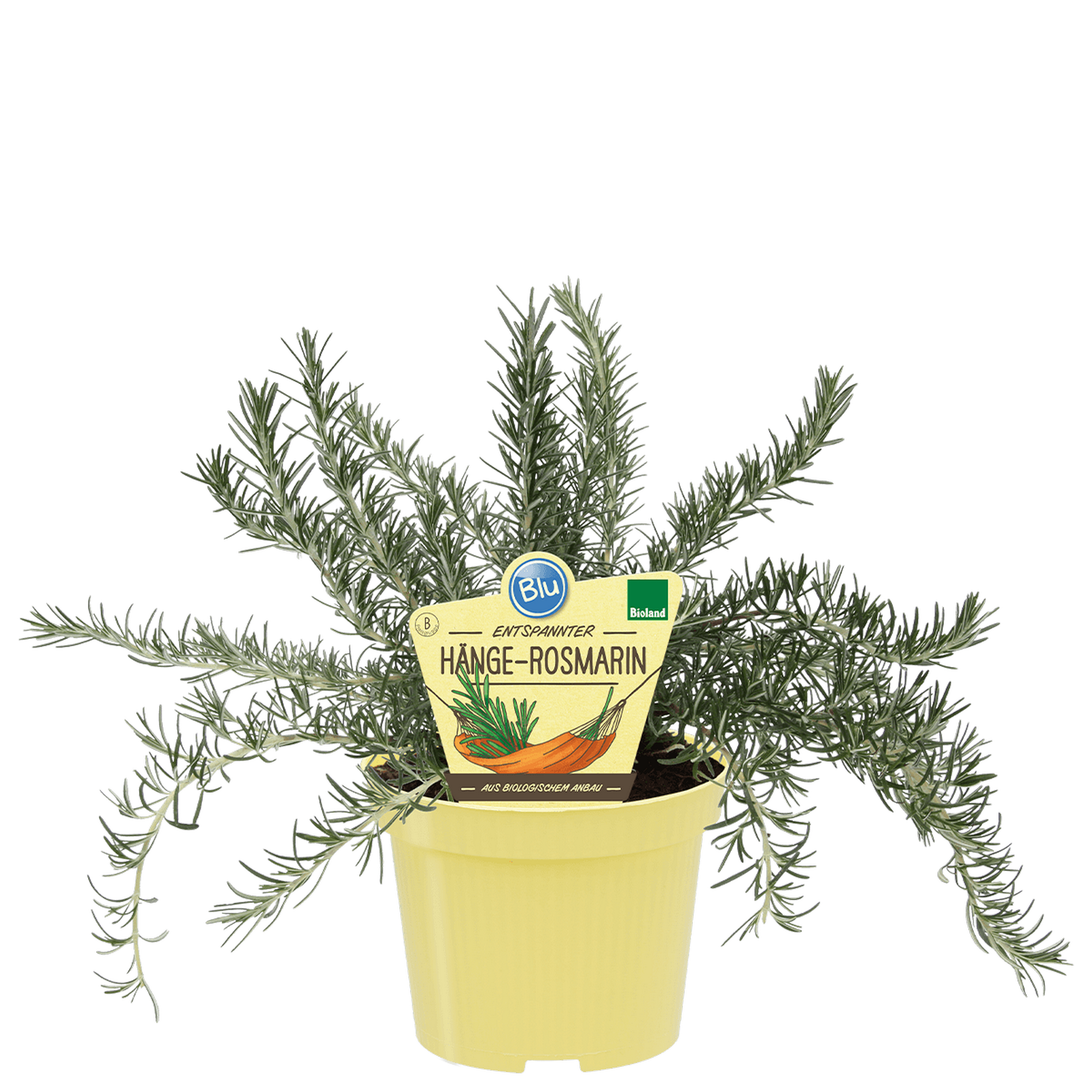 Bio-Hängerosmarin 12 cm Topf
