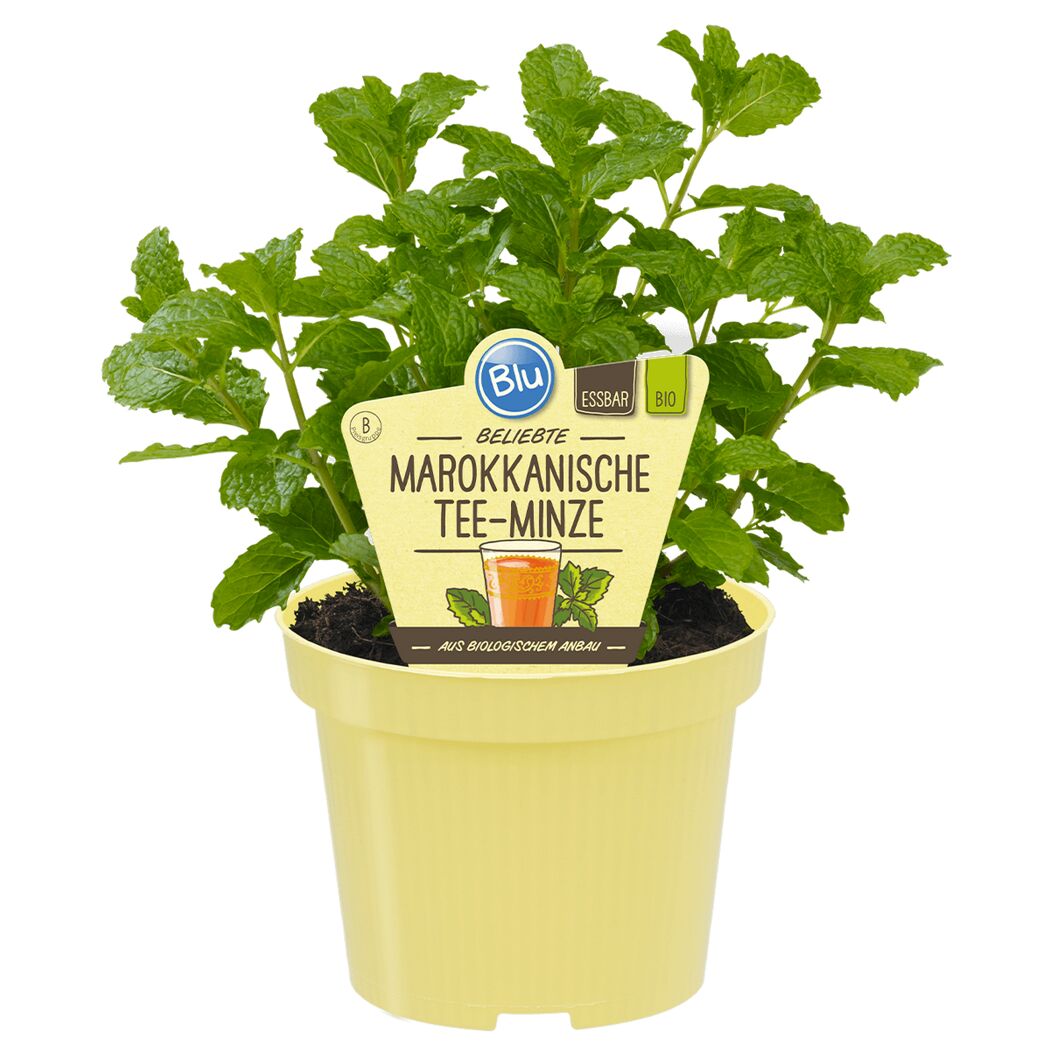 Bio-Marokkanische Teeminze 12 cm Topf