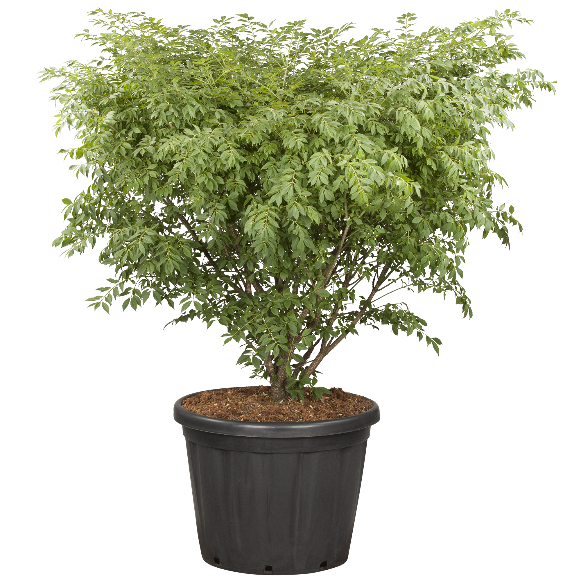 kompaktes Pfaffenhütchen 'Compactus' 30 cm Topf