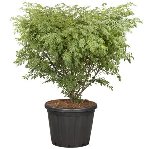 kompaktes Pfaffenhütchen 'Compactus' 30 cm Topf