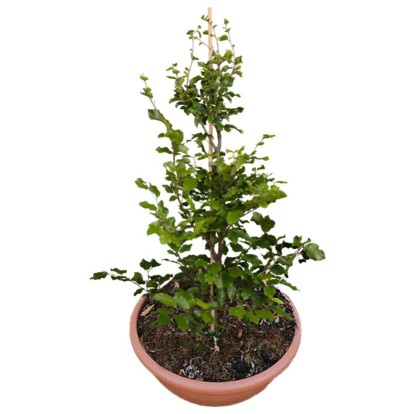 Rotbuche 'Sandrode' 80 cm, 40 cm Topf