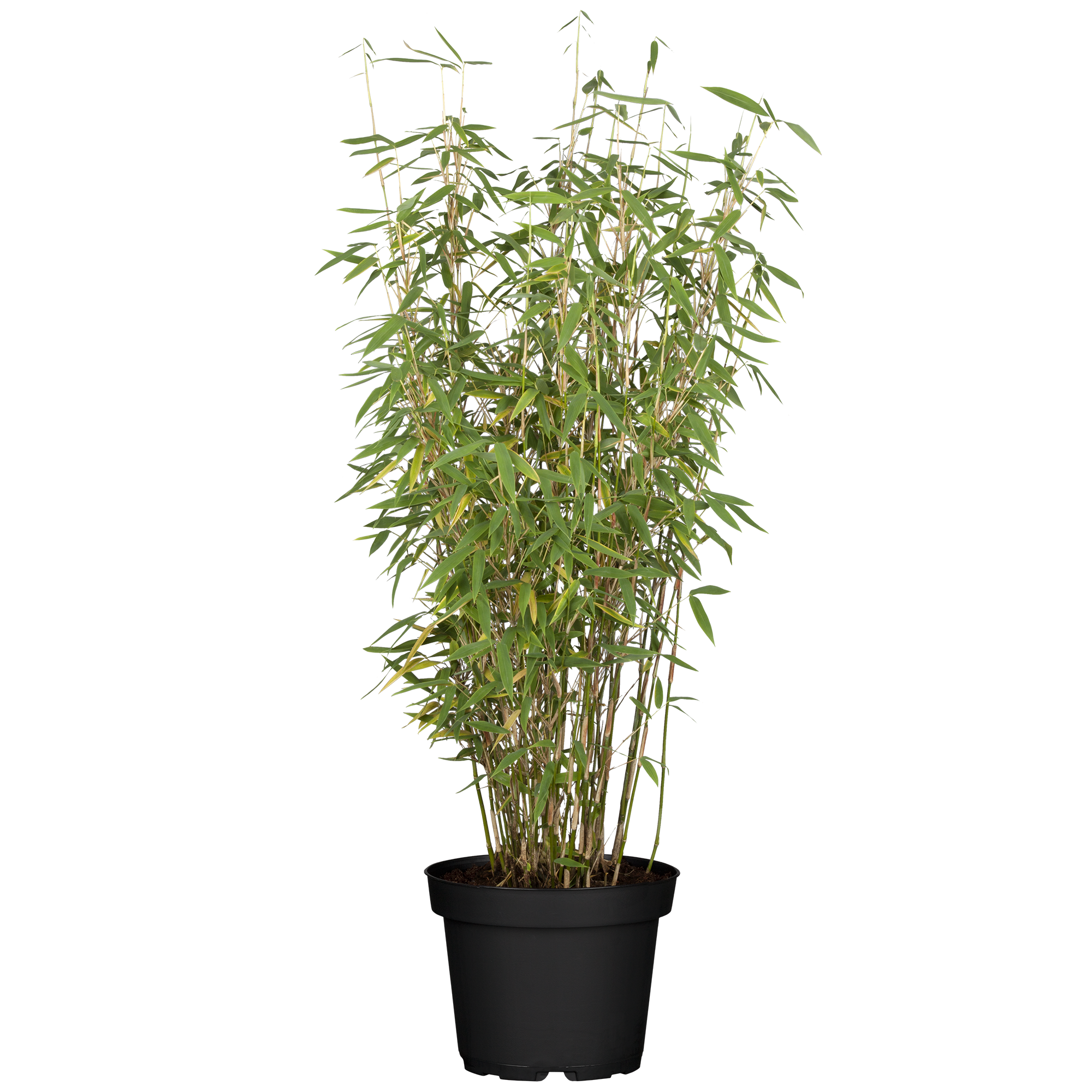 Bambus 'Jumbo' 100 cm, 33 cm Topf