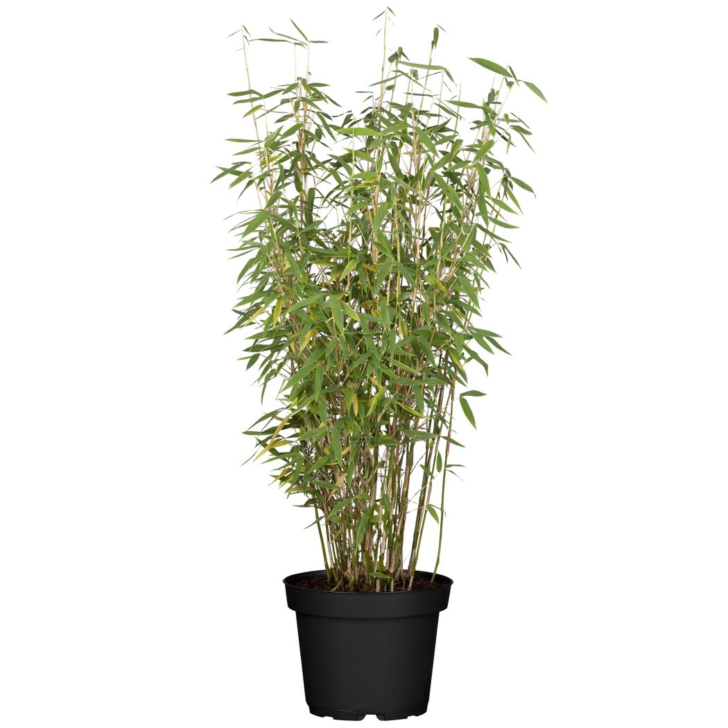 Bambus 'Jumbo' 100 cm, 33 cm Topf