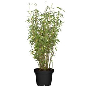 Bambus 'Jumbo' 100 cm, 33 cm Topf
