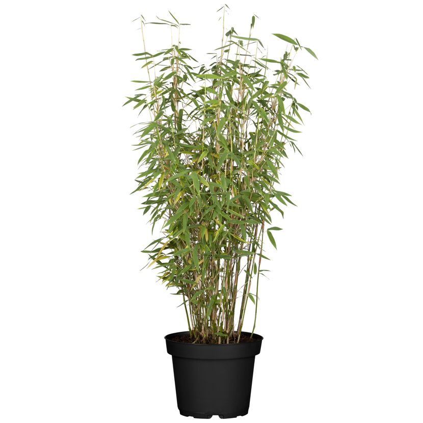 Bambus 'Jumbo' 100 cm, 33 cm Topf
