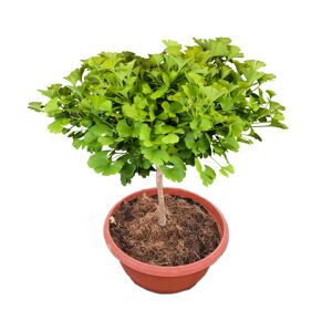 Ginkgobaum 'Mariken' 30 cm, 30 cm Schale