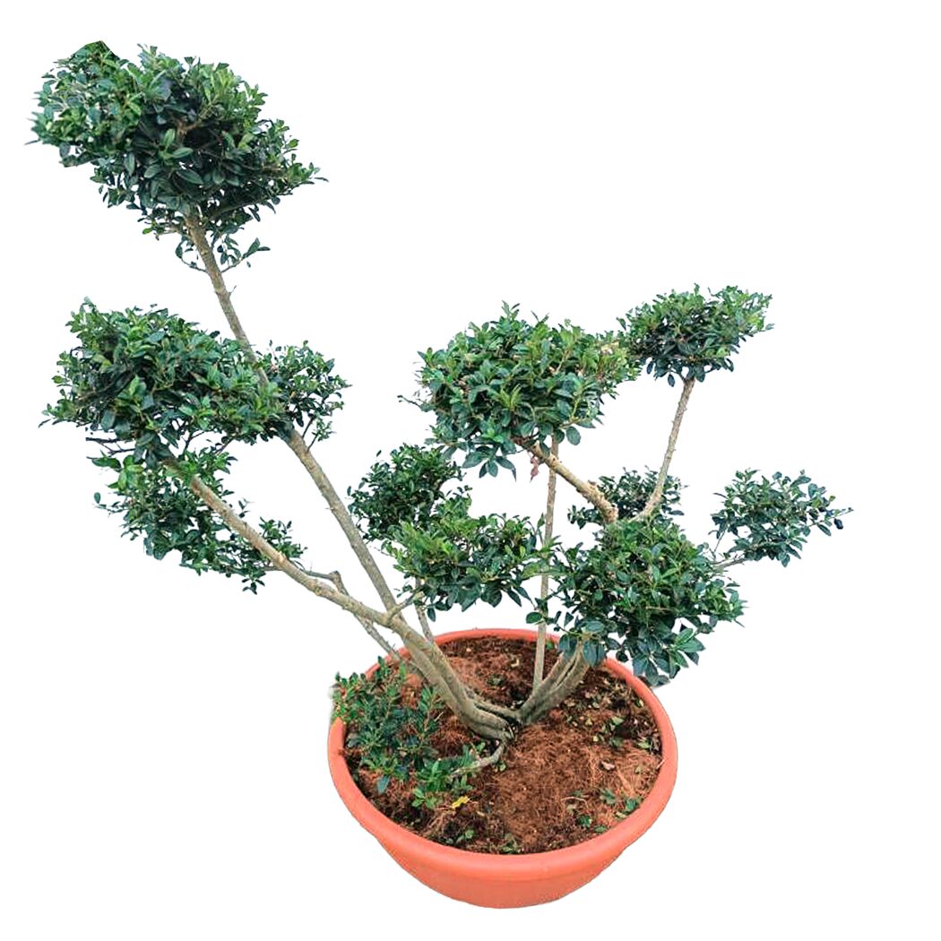 Stechpalme 'Glorie Gem' Bonsai 60 cm, 40 cm Topf