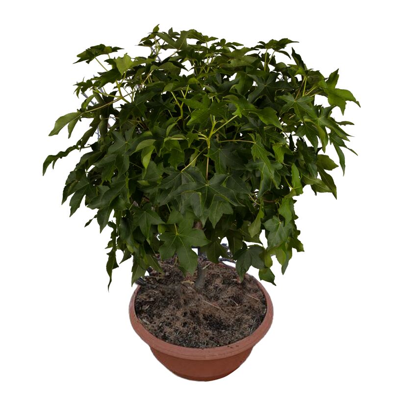 Amberbaum 'Gum Ball' 35 cm Topf